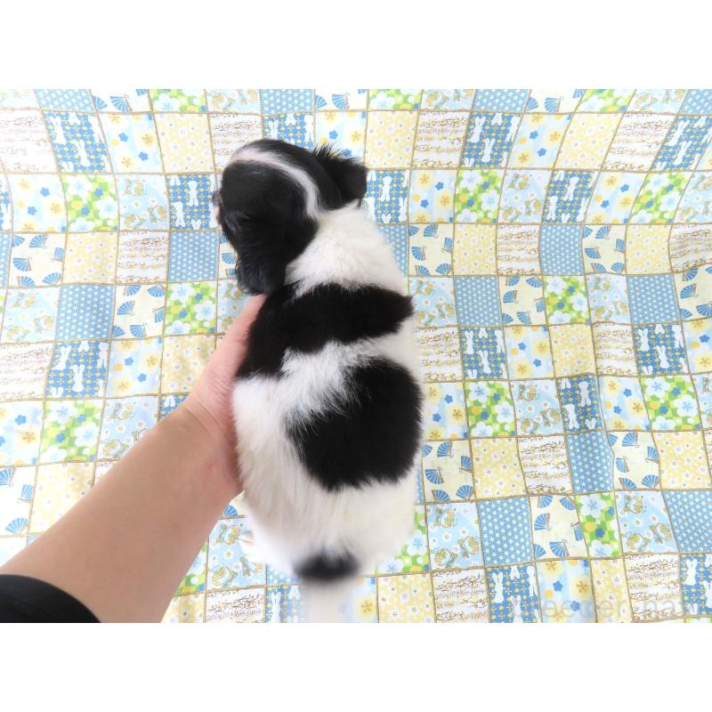 販売中の千葉県のチワワ(ロングコート)-397248の6枚目