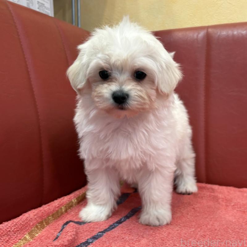 販売中の京都府のミックス犬-404208の1枚目