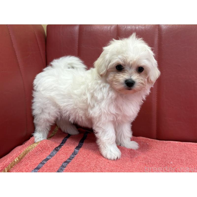 販売中の京都府のミックス犬-404208の3枚目