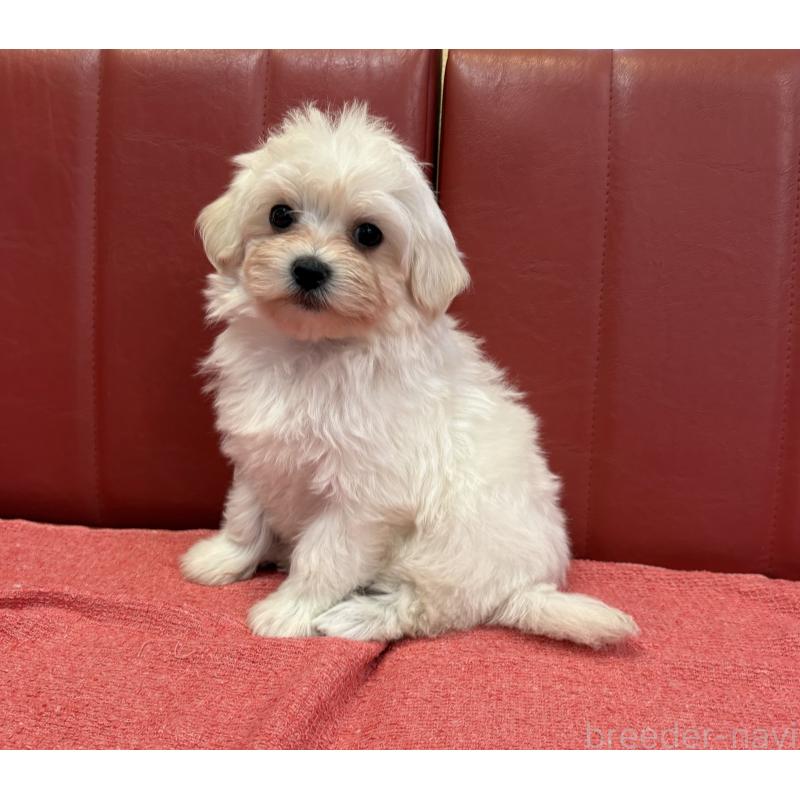 販売中の京都府のミックス犬-404208の2枚目