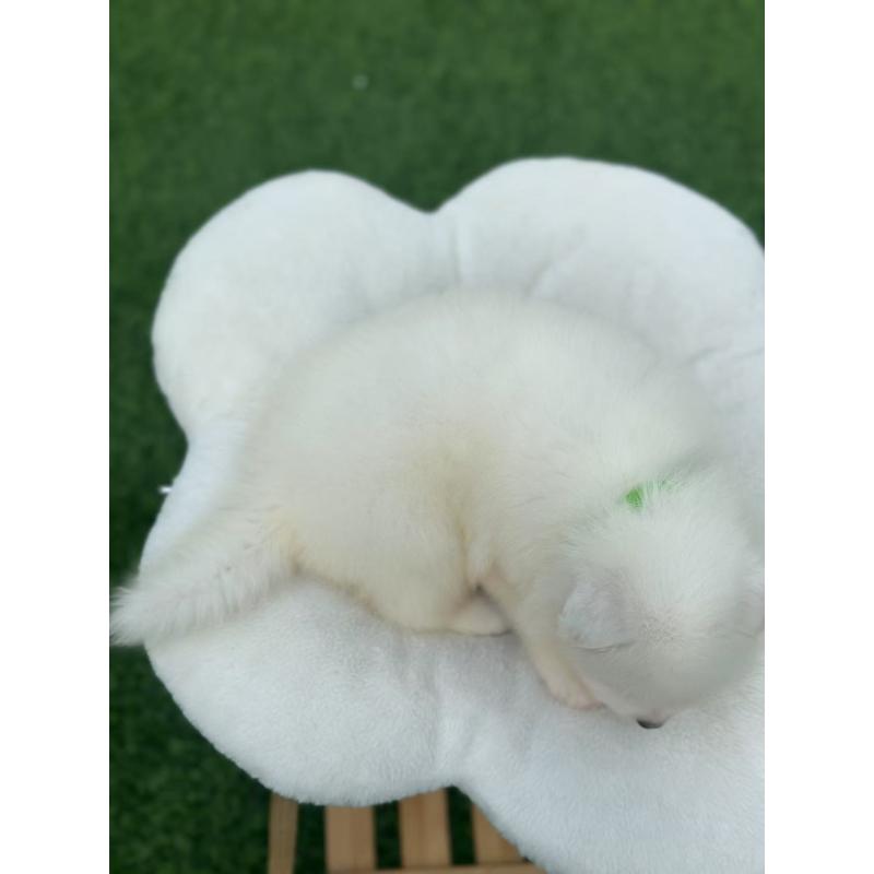 販売中の栃木県のサモエド-404213の2枚目
