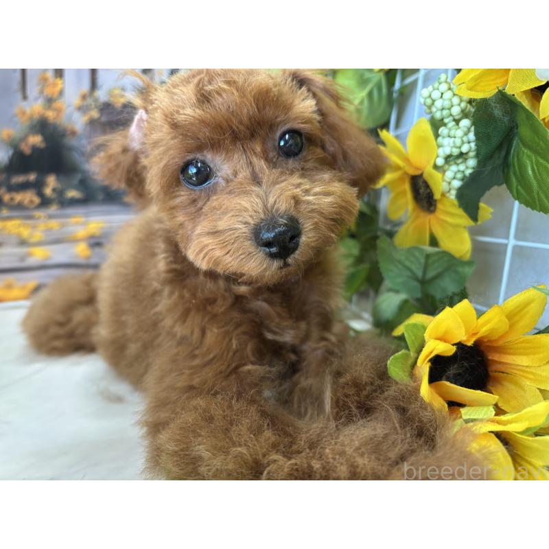 販売中の栃木県のタイニープードル-399381