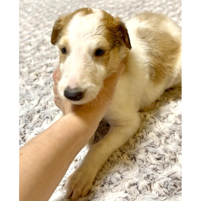 販売中の奈良県のボルゾイ-398152の3枚目