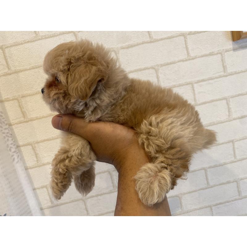 成約済の埼玉県のミックス犬-403987の4枚目