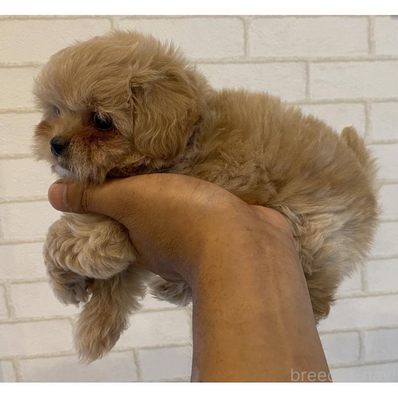 成約済の埼玉県のミックス犬-403987の3枚目