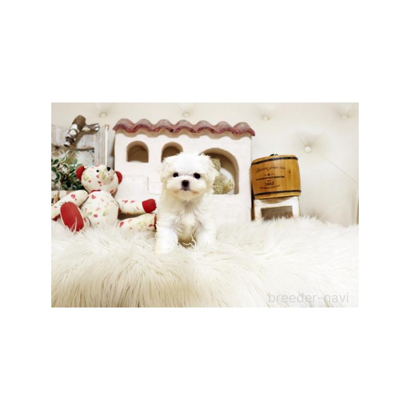 成約済の佐賀県のマルチーズ-401474の2枚目