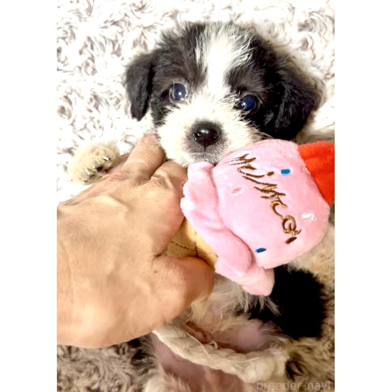 販売中の奈良県のミックス犬-400116の2枚目