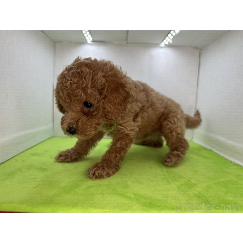 販売中の三重県のタイニープードル-404229の4枚目