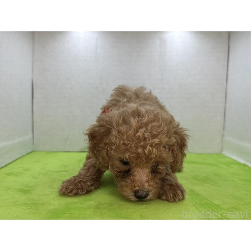 販売中の三重県のタイニープードル-404231の11枚目