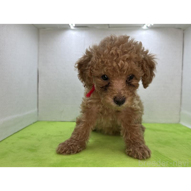 販売中の三重県のタイニープードル-404231の9枚目
