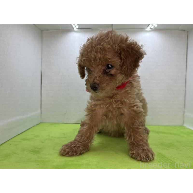 販売中の三重県のタイニープードル-404231の8枚目