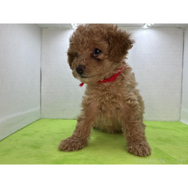 販売中の三重県のタイニープードル-404231の7枚目