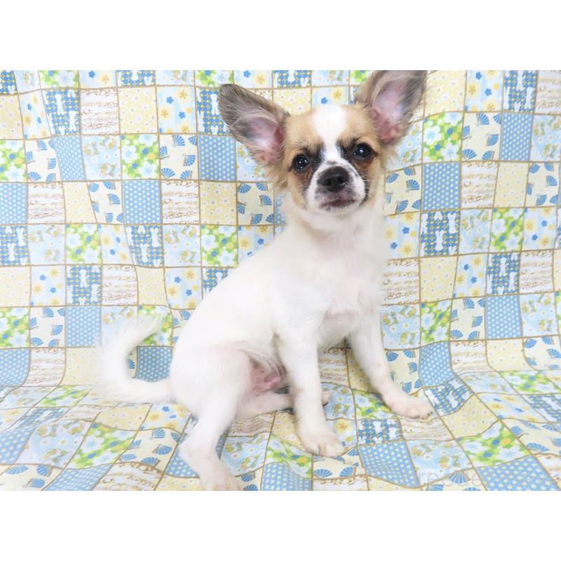 販売中の千葉県のミックス犬-379892の11枚目