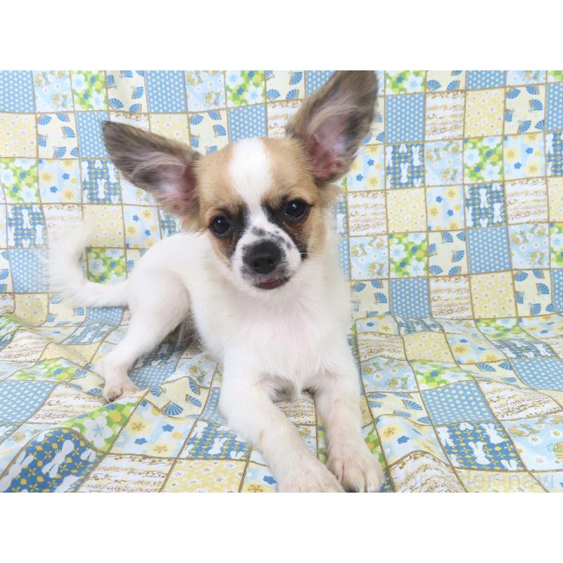 販売中の千葉県のミックス犬-379892の10枚目