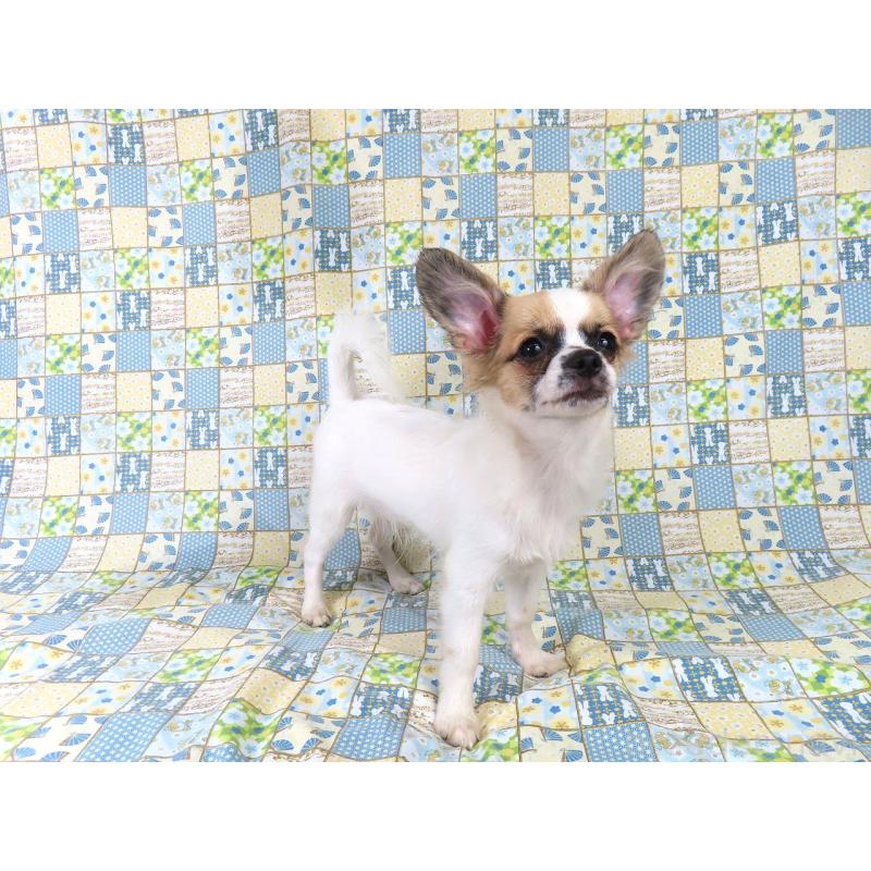 販売中の千葉県のミックス犬-379892の8枚目