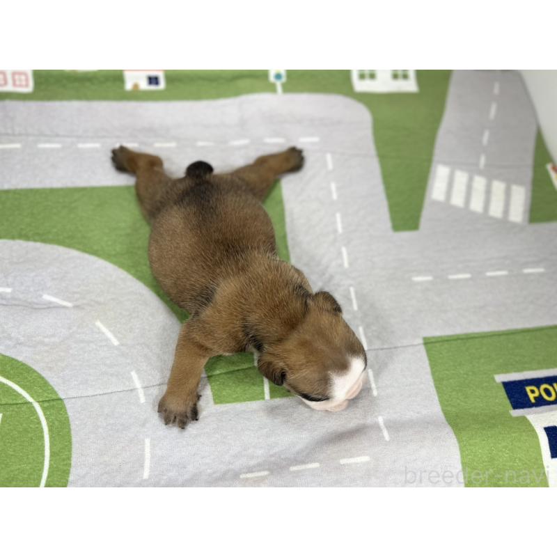 販売中の愛知県のブルドッグ-404244の5枚目