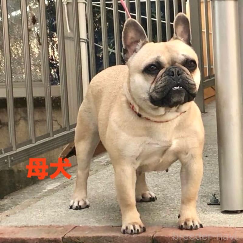 販売中の三重県のフレンチブルドッグ-404247の7枚目