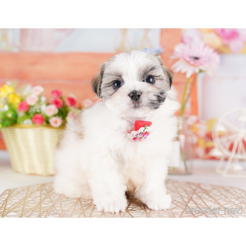 販売中の東京都のミックス犬-404369の6枚目