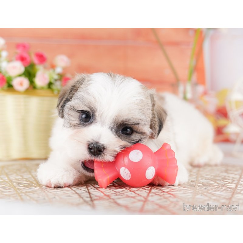 販売中の東京都のミックス犬-404369の5枚目