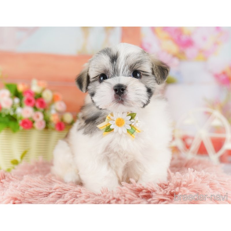 販売中の東京都のミックス犬-404364の10枚目