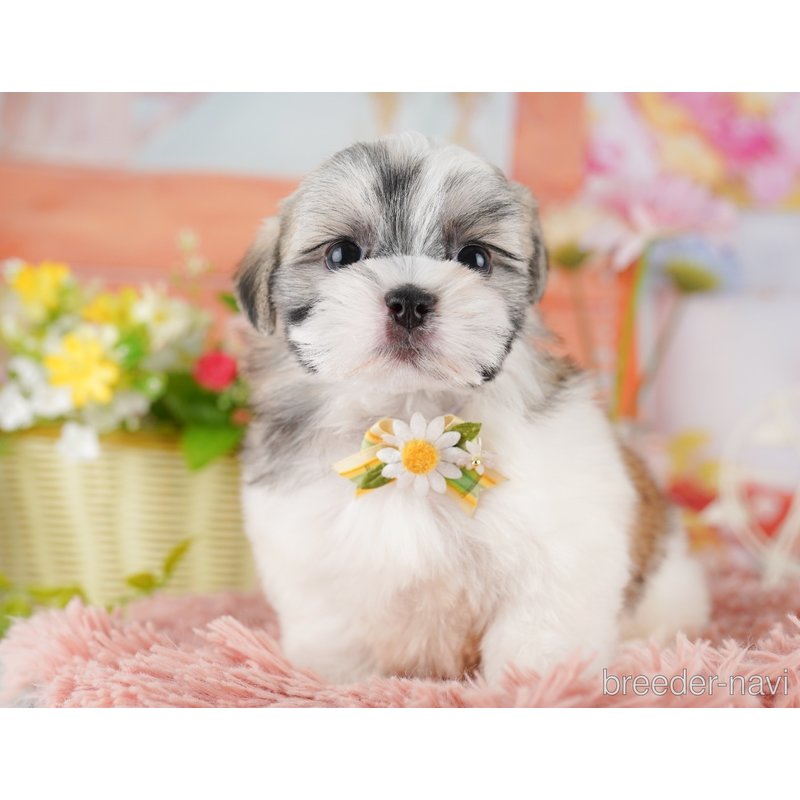 販売中の東京都のミックス犬-404364の6枚目