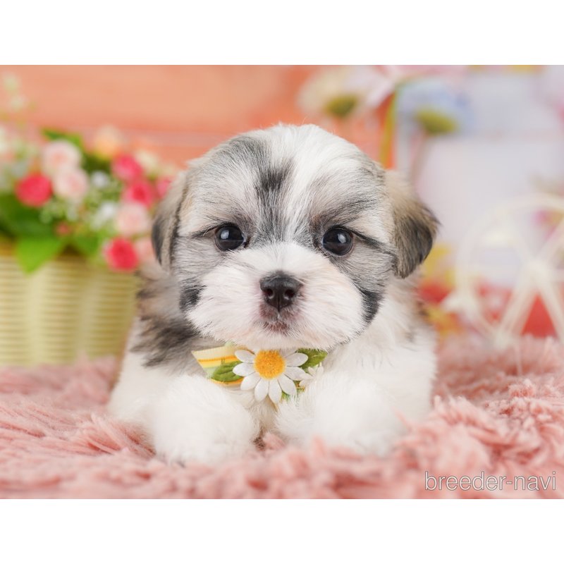 販売中の東京都のミックス犬-404364の7枚目