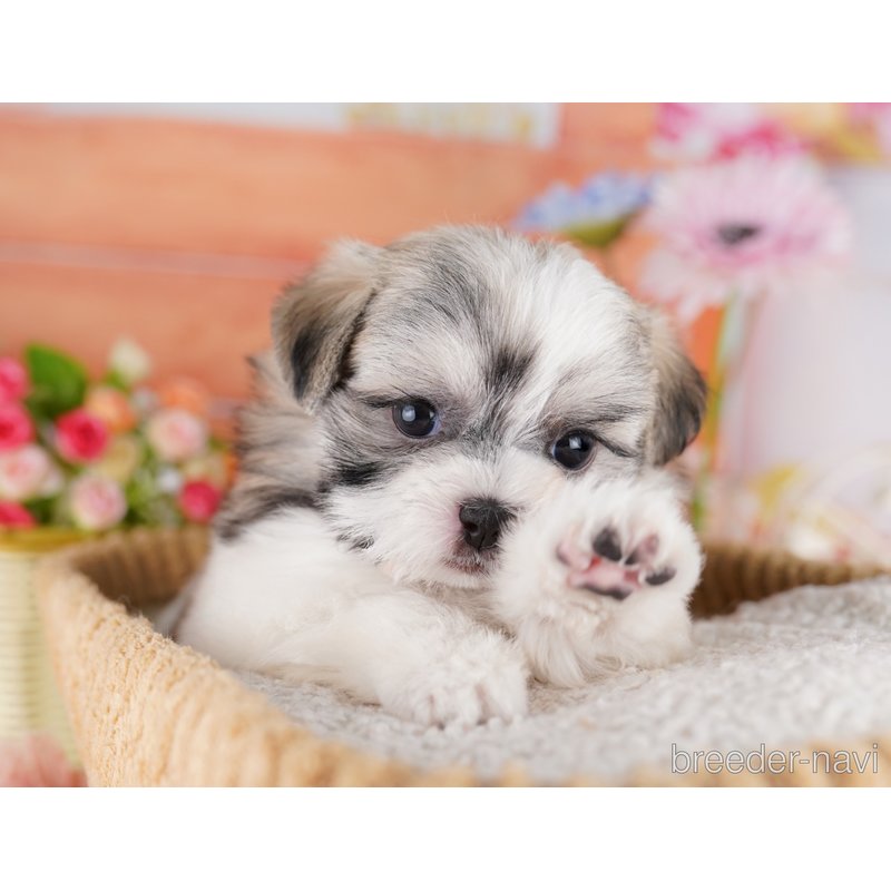 販売中の東京都のミックス犬-404364の8枚目