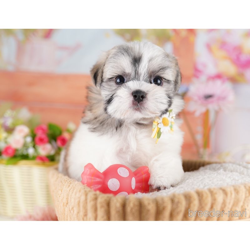 販売中の東京都のミックス犬-404364の9枚目