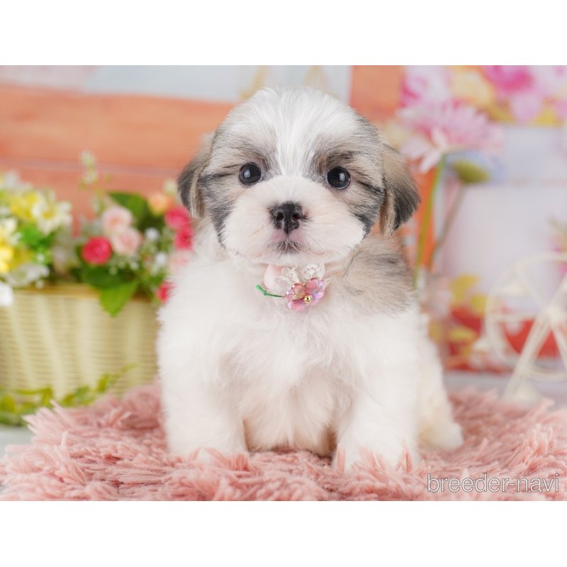 販売中の東京都のミックス犬-404363の7枚目