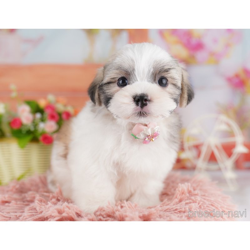 販売中の東京都のミックス犬-404363の8枚目