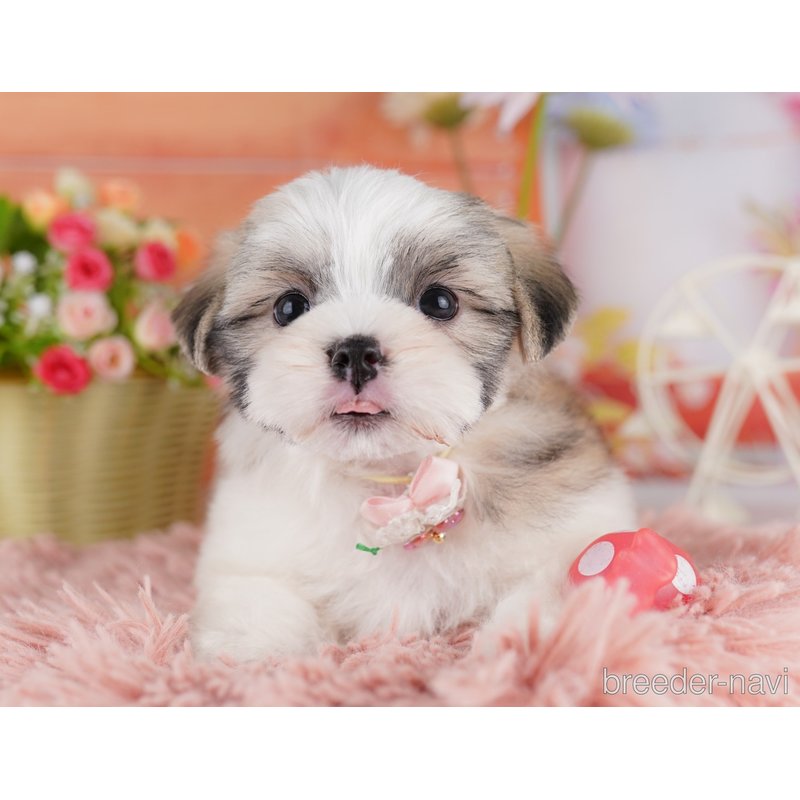 販売中の東京都のミックス犬-404363の9枚目