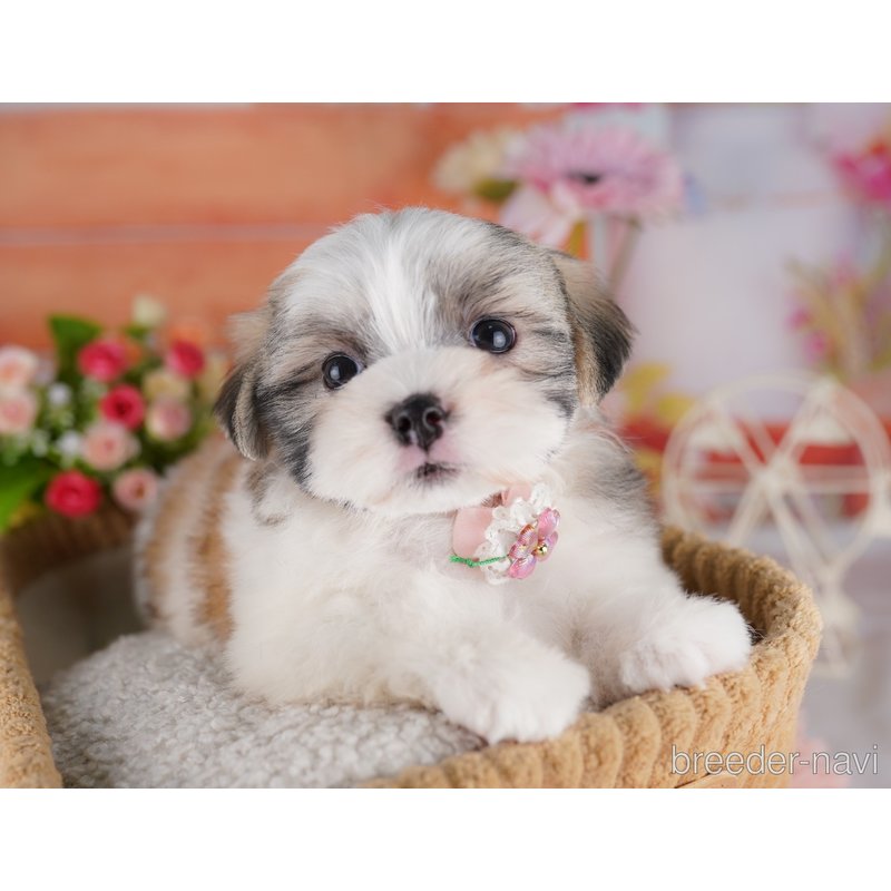 販売中の東京都のミックス犬-404363の5枚目