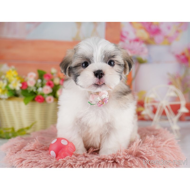 販売中の東京都のミックス犬-404363の6枚目