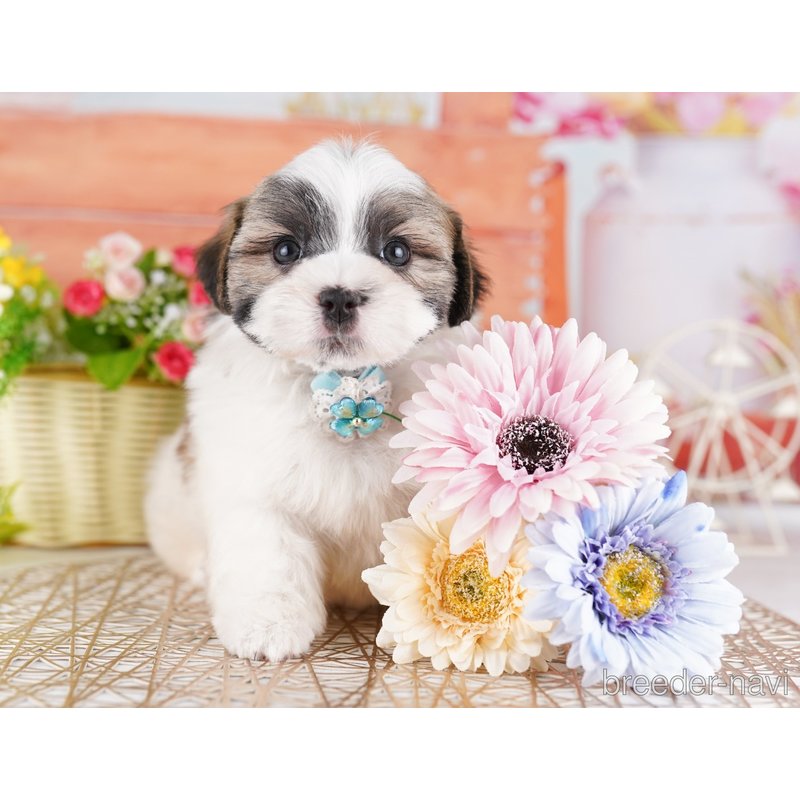 販売中の東京都のミックス犬-404362の9枚目