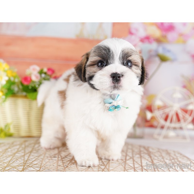 販売中の東京都のミックス犬-404362の5枚目