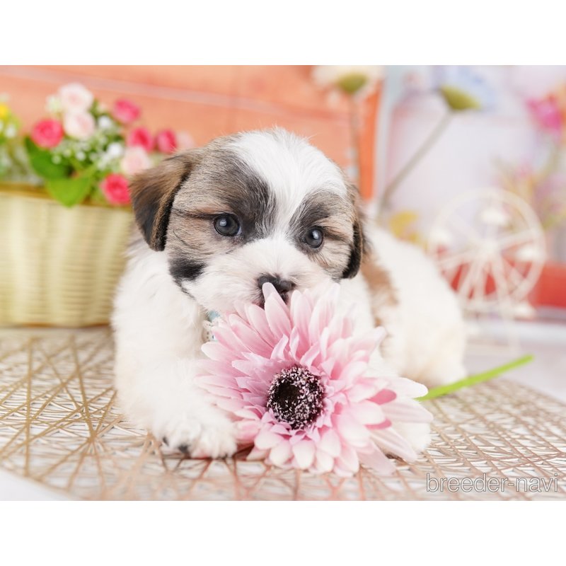 販売中の東京都のミックス犬-404362の6枚目