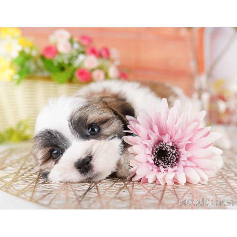 販売中の東京都のミックス犬-404362の7枚目