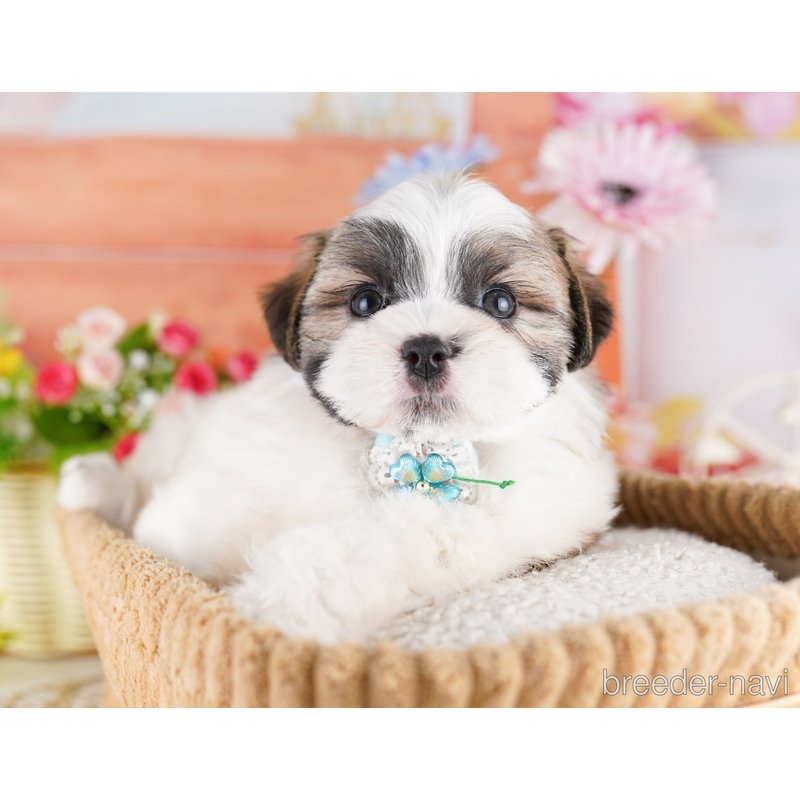 販売中の東京都のミックス犬-404362の8枚目