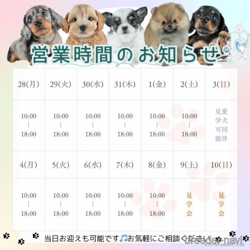 販売中の茨城県のシーズー-404397の9枚目