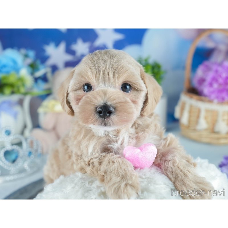 販売中の茨城県のマルプー:マルチーズ×トイプードル-404408の8枚目