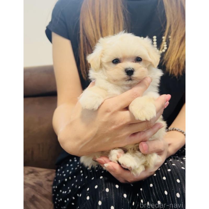 販売中の福岡県のミックス犬-404120の7枚目