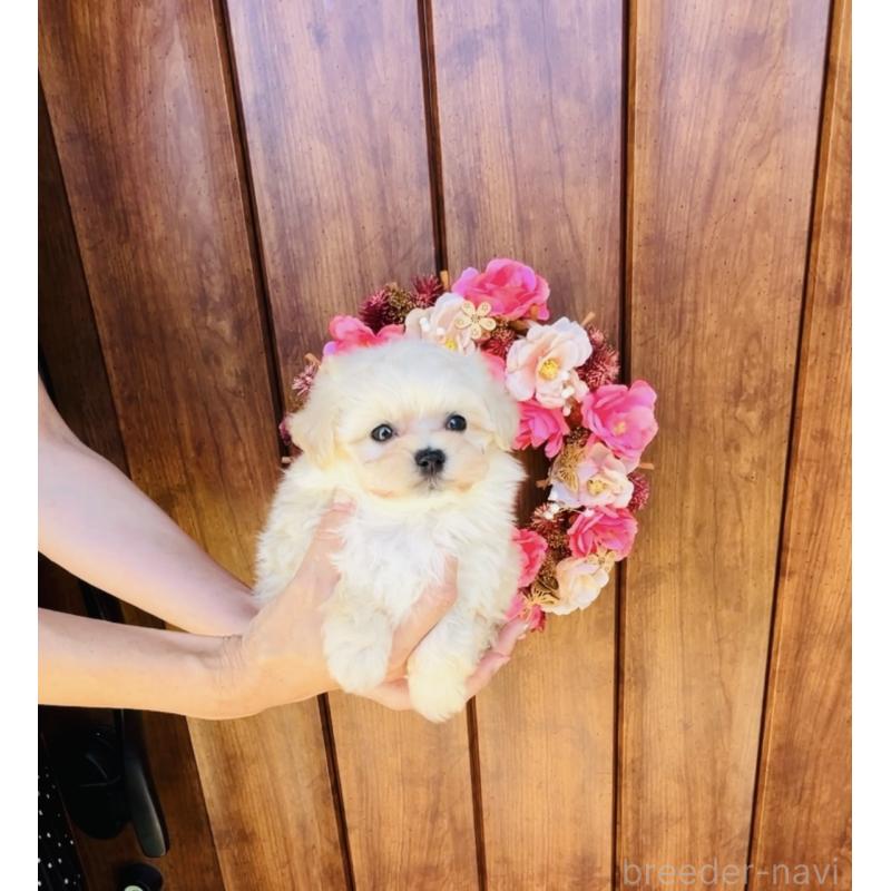 販売中の福岡県のミックス犬-404120の5枚目