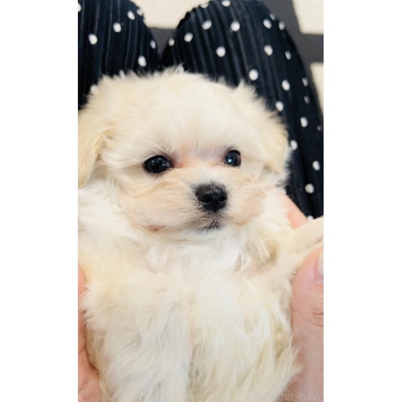 販売中の福岡県のミックス犬-404120の4枚目