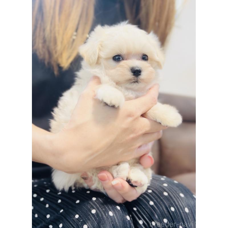 販売中の福岡県のミックス犬-404120の3枚目