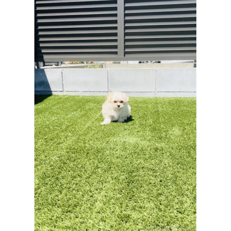 販売中の福岡県のミックス犬-404120の2枚目