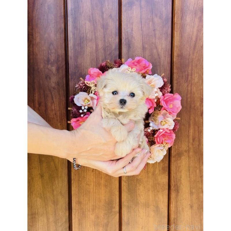 販売中の福岡県のミックス犬-404121の8枚目