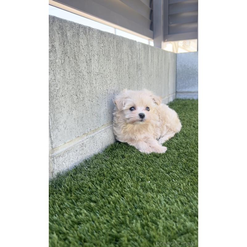 販売中の福岡県のミックス犬-404121の6枚目