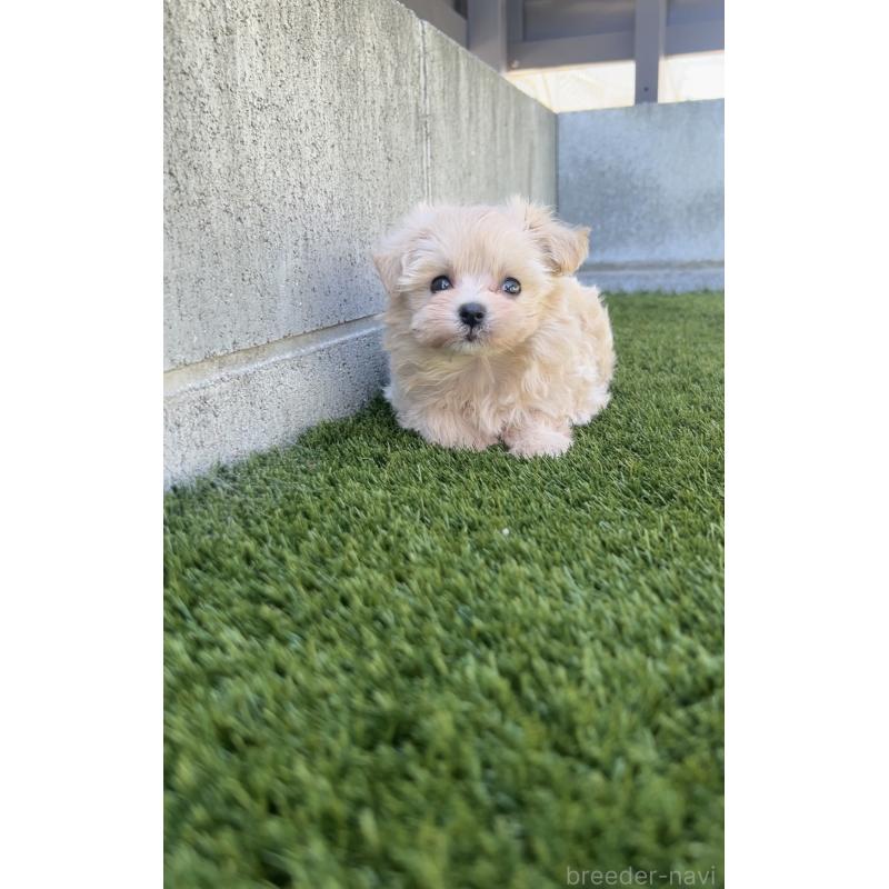 販売中の福岡県のミックス犬-404121の4枚目