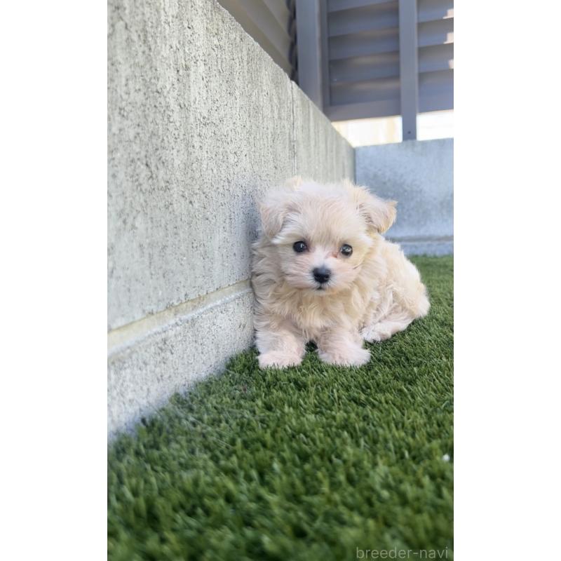 販売中の福岡県のミックス犬-404121の3枚目