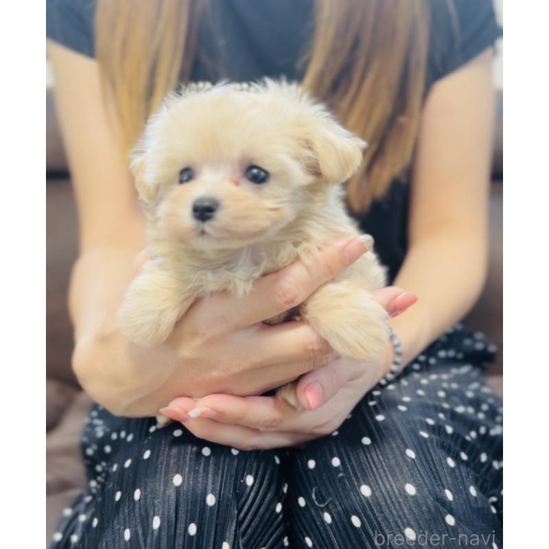 販売中の福岡県のミックス犬-404121の2枚目